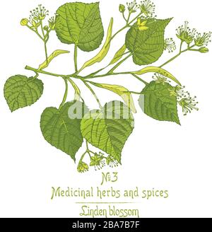 Set of Linden blossom hand drawn patterns with flower, lives and branch in green and yellow colors on white background. Retro vintage graphic design Stock Vector