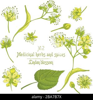 Set of Linden blossom hand drawn patterns with flower, lives and branch in green and yellow colors on white background. Retro vintage graphic design Stock Vector