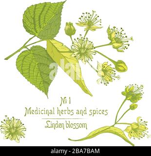 Set of Linden blossom hand drawn patterns with flower, lives and branch in green and yellow colors on white background. Retro vintage graphic design Stock Vector