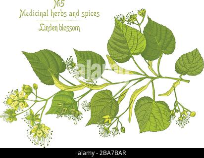 Set of Linden blossom hand drawn patterns with flower, lives and branch in green and yellow colors on white background. Retro vintage graphic design Stock Vector