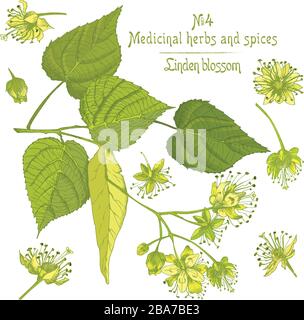 Set of Linden blossom hand drawn patterns with flower, lives and branch in green and yellow colors on white background. Retro vintage graphic design Stock Vector