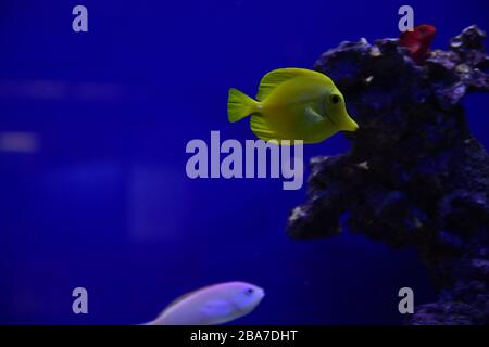 The yellow tang (Zebrasoma flavescens), salt water yellow aquarium fish from Acanthuridae family. Stock Photo