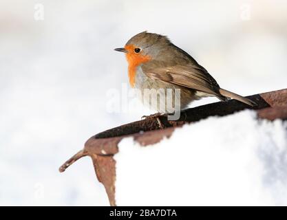 Robin Erithacus rubecula, on rusty old milk churn in snow, Aberdeenshire Stock Photo