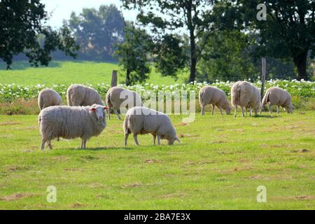 Sheep on the pasture, Lüneburg Heath, Germany. Backlit photography Schafe auf der Weide, Lüneburger Heide, Deutschland. Gegenlichtaufnahme