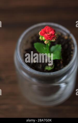 Small kalanchoe homeplant in a transparent pot. Red Kalanchoe flower. Stock Photo