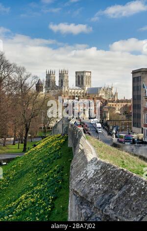 York Minster and Lendal Bridge from the Bar Walls, with daffodils in bloom in springtime, mid-March, England. Stock Photo