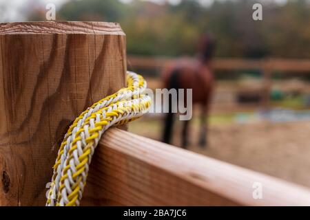 Brown horse (Bay) on a paddock as a blurred background. Synthetic rope hanging on a fence post in foreground. Concept of horse training, horse riding Stock Photo