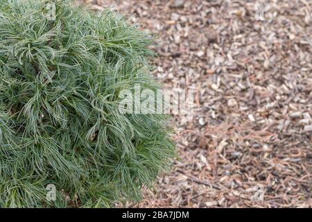 a lot of young green needles on pine wood branches at the beginning of spring, resembles wavy hair on a background of wood chips Stock Photo