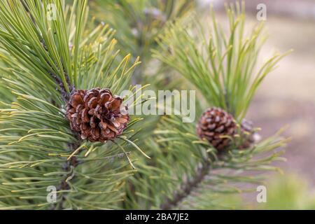 a group of brown cones of a pine growing on a pine at the beginning of spring, branches with long green needles Stock Photo