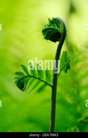 Unfurling frond of osmunda regalis, royal fern or Magnificent giant fern Stock Photo