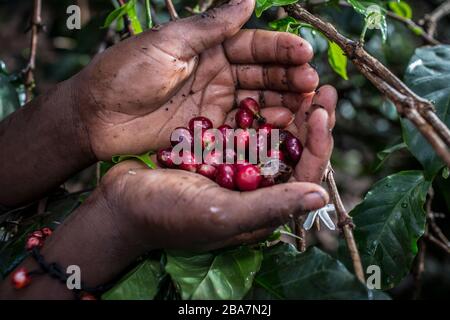 Coffee picking on the outskirts of Nairobi, Kenya, November 10, 2015 Stock Photo