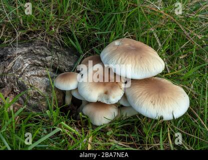 The Poplar Mushroom or Chestnut Mushroom, Cyclocybe aegerita, growing on the roots of Black Poplar. Edible species. Stock Photo