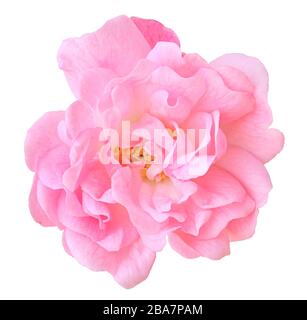 Closeup of a wonderful pink rose (Rosaceae) isolated on white background, including clipping path. Germany. Wunderbare rosa Rose (Rosaceae) isoliert a Stock Photo