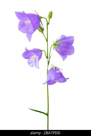 Peach-leaved bellflower, campanula isolated on white background, including clipping path. Germany.  Pfirsichblättrige Glockenblume (Campanula persicif Stock Photo