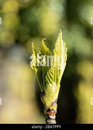 A close up of the fresh green opening bud of Betula papyrifera against an background of foliage Stock Photo