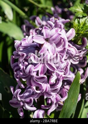 A close up of a pale mauve hyacinth flower Stock Photo