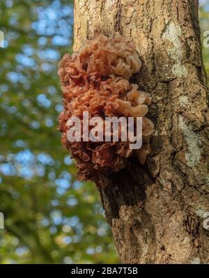 Leafy Brain fungus, Tremella foliosa growing on the trunk of deciduous tree, New Forest. Stock Photo