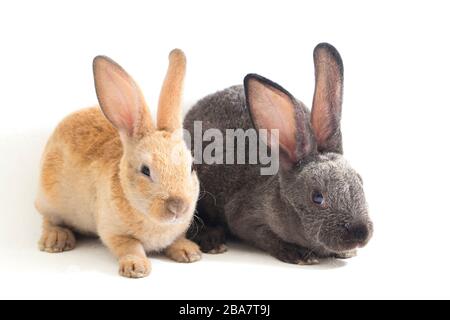 Two Cute red brown and gray rex rabbits isolated on white background Stock Photo