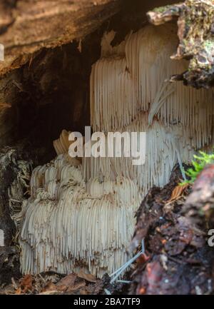 Bearded tooth fungus, Hericium erinaceus, growing inside old hollow beech trunk, New Forest. Stock Photo