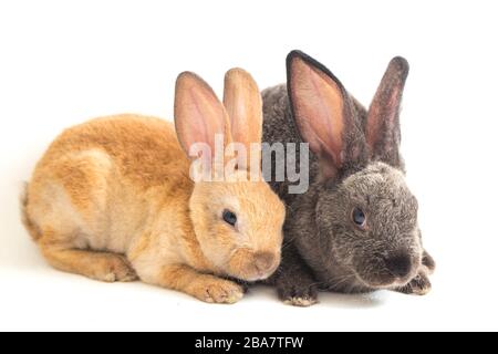 Two Cute red brown and gray rex rabbits isolated on white background Stock Photo