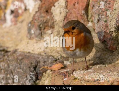 European Robin, Erithacus rubecula, perched on old wall in garden. Kent. Stock Photo