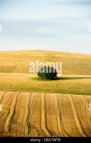 A group of Ash Trees on a field in the South Downs with a recently ploughed field in the foreground and blue sky Stock Photo