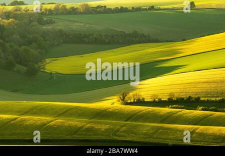 View from Jugg's Road on the South Downs, East Sussex in late afternoon with rapeseed fields, trees and hedges on a fine summer's afternnon Stock Photo