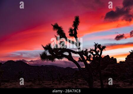A Joshua Tree (Yucca brevifolia) is silhouetted by the afterglow of the setting sun at Joshua Tree National Park, California, USA. Stock Photo