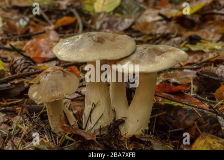 Clump of Clouded agaric or Clouded funnel, Clitocybe nebularis, in deciduous woodland. Stock Photo