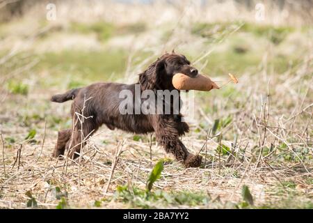 Brown working cocker retrieving dummy Stock Photo