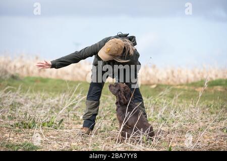 Brown working cocker retrieving dummy Stock Photo
