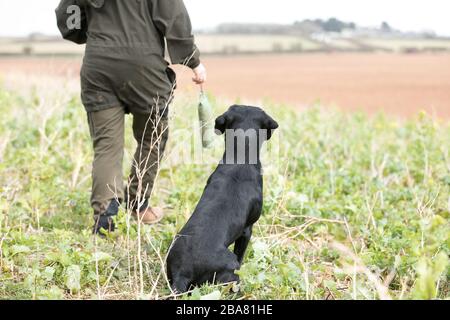 Labrador dummy retrieve Stock Photo