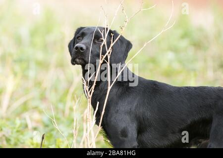 Working labrador gundog Stock Photo