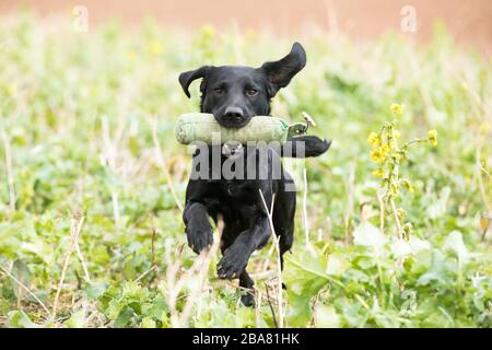 Working labrador gundog Stock Photo