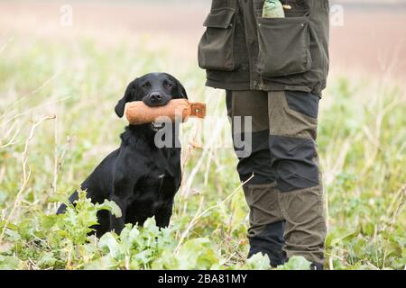 Working labrador gundog Stock Photo
