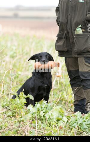 Working labrador gundog Stock Photo