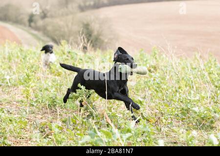 Working labrador gundog Stock Photo