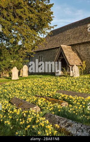 In spring native wild Welsh daffodils (Narcissus pseudonarcissus) cover the churchyard of St Michael's Church, in the tiny border hamlet of Discoed Stock Photo
