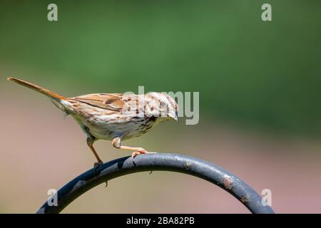 Song sparrow perched on a blurred background Stock Photo