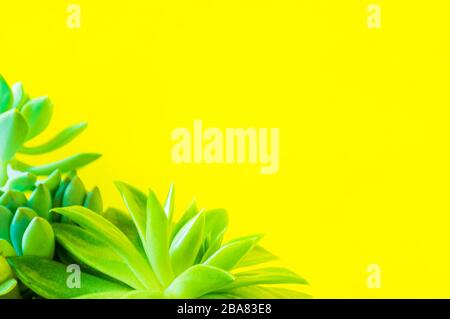 Green succulent houseplants on a yellow background with copy space. Stock Photo