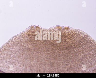 Dictyota dichotoma seaweed under the microscope 100x Stock Photo