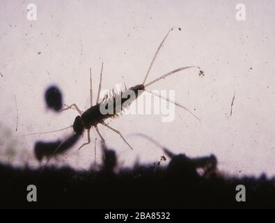 Fly larva with gills in the soil mud macro Stock Photo