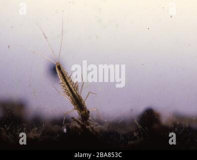 Fly larva with gills in the soil mud macro Stock Photo