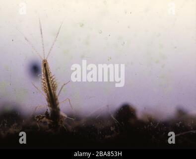 Fly larva with gills in the soil mud macro Stock Photo