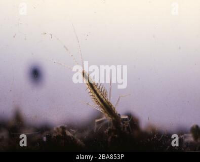 Fly larva with gills in the soil mud macro Stock Photo