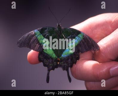 tropical swallowtail butterfly on finger Stock Photo