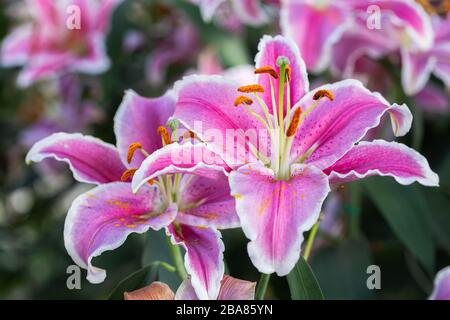 Lily flower and green leaf background in garden at sunny summer or spring day for beauty decoration and agriculture design. Lily Lilium hybrids. Stock Photo