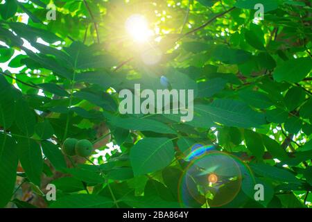 Green walnuts ripen, on branch of tree with green leaves close-up with rays of bright sun. Concept of growing Stock Photo