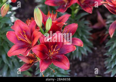 Lily flower and green leaf background in garden at sunny summer or spring day for beauty decoration and agriculture design. Lily Lilium hybrids. Stock Photo