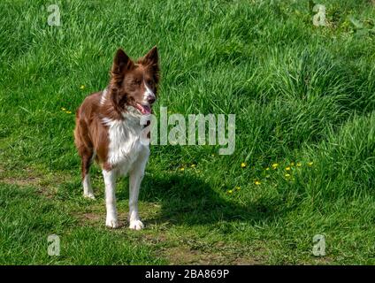 A Collie dog brown and white standing in a green field. Stock Photo